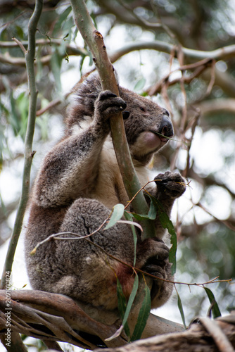 Photography Koalas are iconic Australian marsupials known for their tree-dwelling, leaf-eating lifestyles