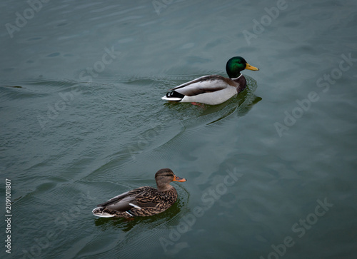 Fotografía Mallard duck pair swimming together on calm green water