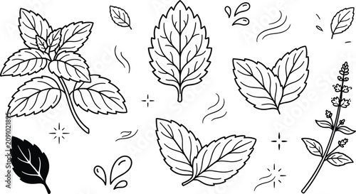 Tableau sur toile Mint leaves outline vector icon collection with fresh basil sprig and aromatic h