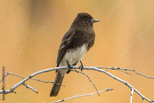 Black Phoebe (Sayornis nigricans) Photo, Perched