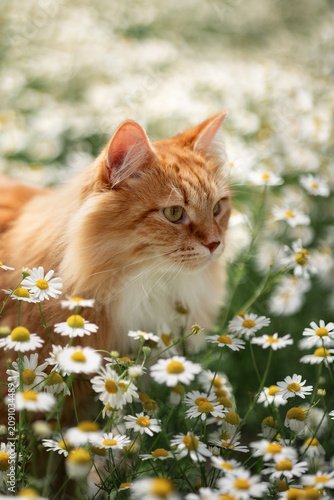 A photo of a fluffy white cat in white daisies.
