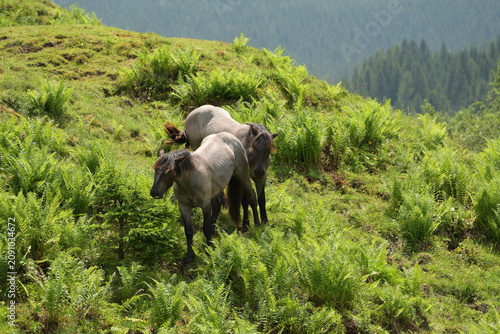 Tableau sur toile Pferde grasen auf einer Bergwiese zwischen großen Farnwedeln