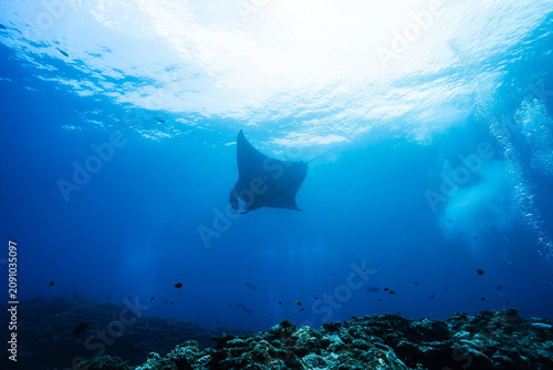 Tableau sur toile Majestic reef manta ray gliding above a tropical coral reef