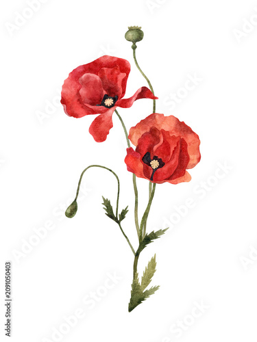 Watercolor Red Poppy Floral Clipart Set. Isolated on a transparent background
