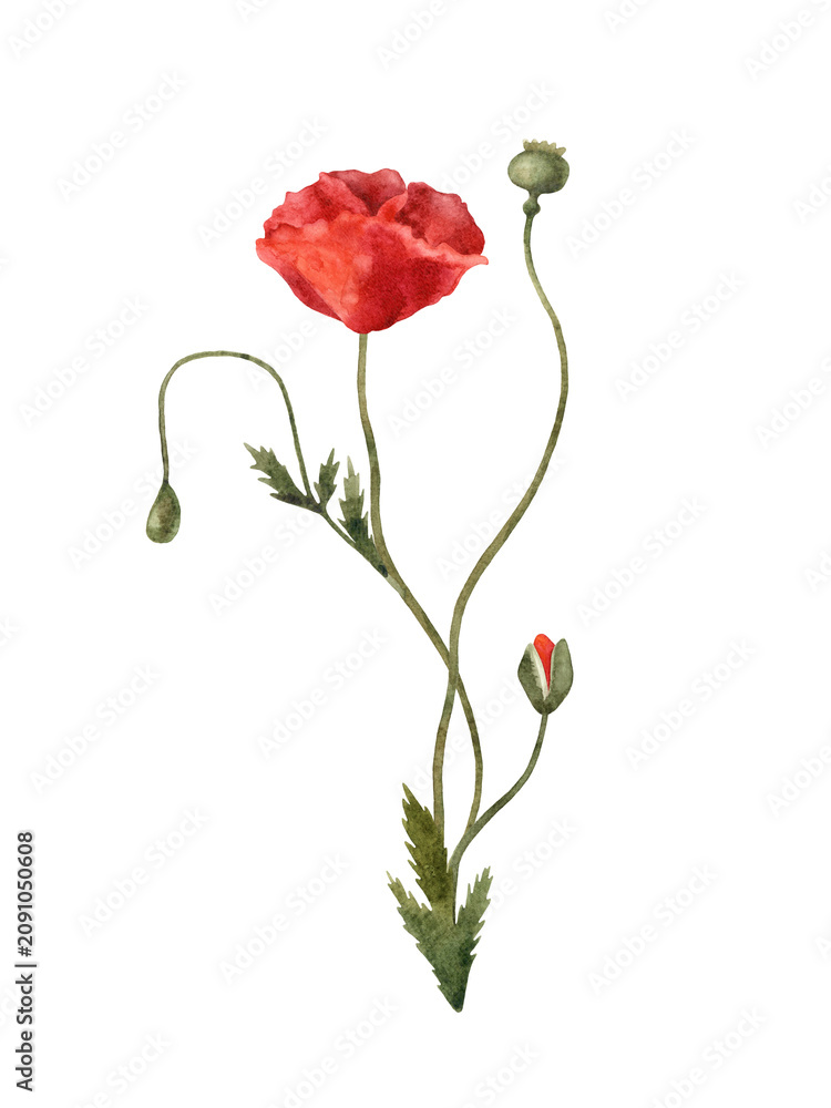 Fototapeta premium Watercolor Red Poppy Floral Clipart Set. Isolated on a transparent background