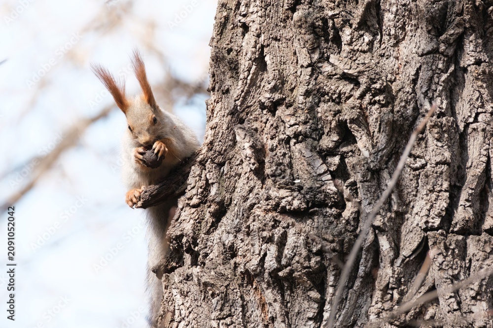 Obraz premium red squirrel with winter grey fur eating a nut on a textured tree trunk. Commercial wildlife photography for nature backgrounds, environmental concepts, and animal lifestyle.
