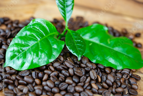 frisch geröstete Kaffeebohnen auf Olivenholz