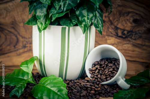 frisch geröstete Kaffeebohnen auf Olivenholz