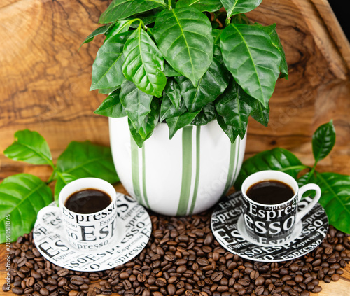 frisch geröstete Kaffeebohnen auf Olivenholz