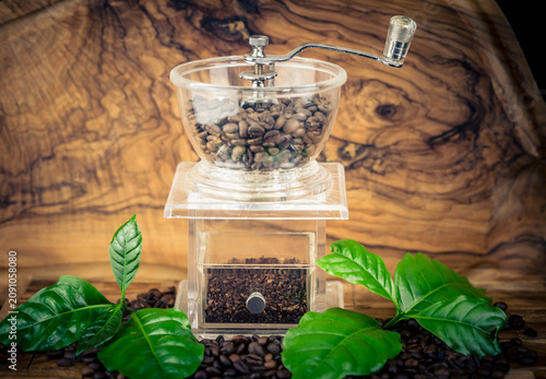 frisch geröstete Kaffeebohnen auf Olivenholz