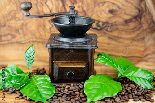 frisch geröstete Kaffeebohnen auf Olivenholz