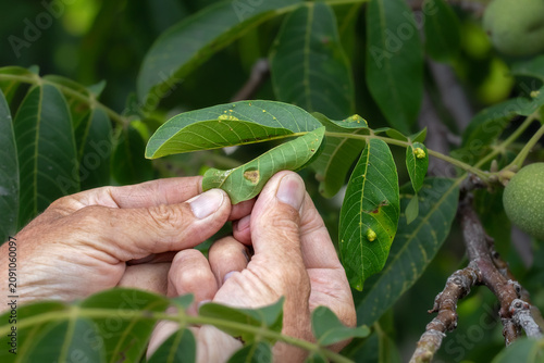 Schilderij op canvas Pest on walnut leaves.Disease pest on walnut.