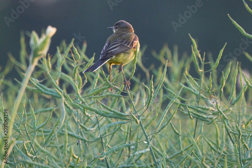 Western yellow wagtail perched on rapeseed plants at golden sunset
