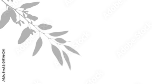 Delicate eucalyptus branch botanical leaf shadow overlay on a transparent background