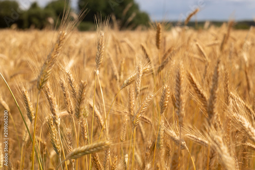 Ripe golden ears of wheat on a soft golden background in the rays of the summer sun. A symbol of a rich harvest, agriculture, bread, nature, fertility, and the seasonal harvesting of grain crops.