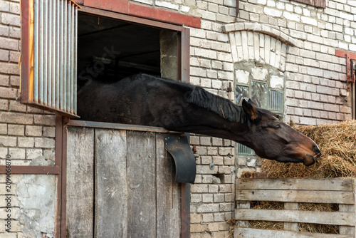 Obraz na plátně Dark horse leans from stable window toward stacked hay beside weathered brick barn and stall door