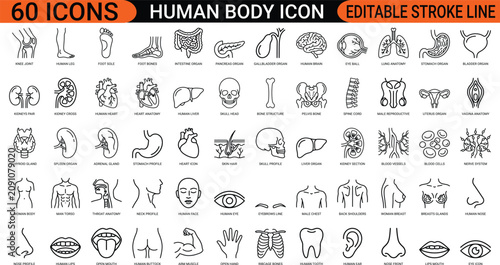Foto Human body anatomy internal organs line art icons set, medical healthcare biolog