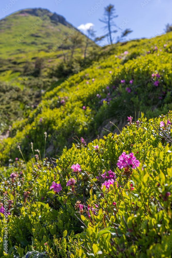 Fototapeta premium Vertical portrait of pink mountain blossoms on lush green slope for nature background and landscape wallpaper