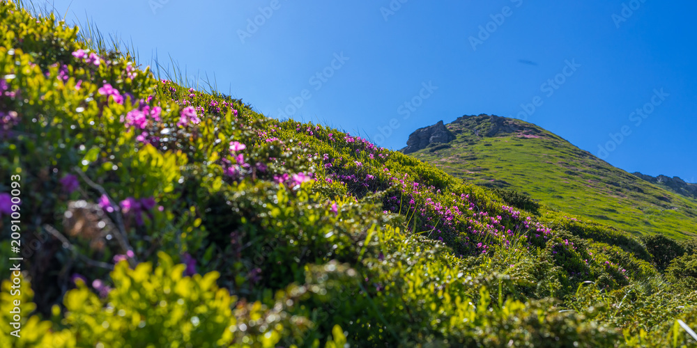 Fototapeta premium Low angle view of sunlit hillside covered in purple wildflowers with distant rocky peak for outdoor background and wallpaper