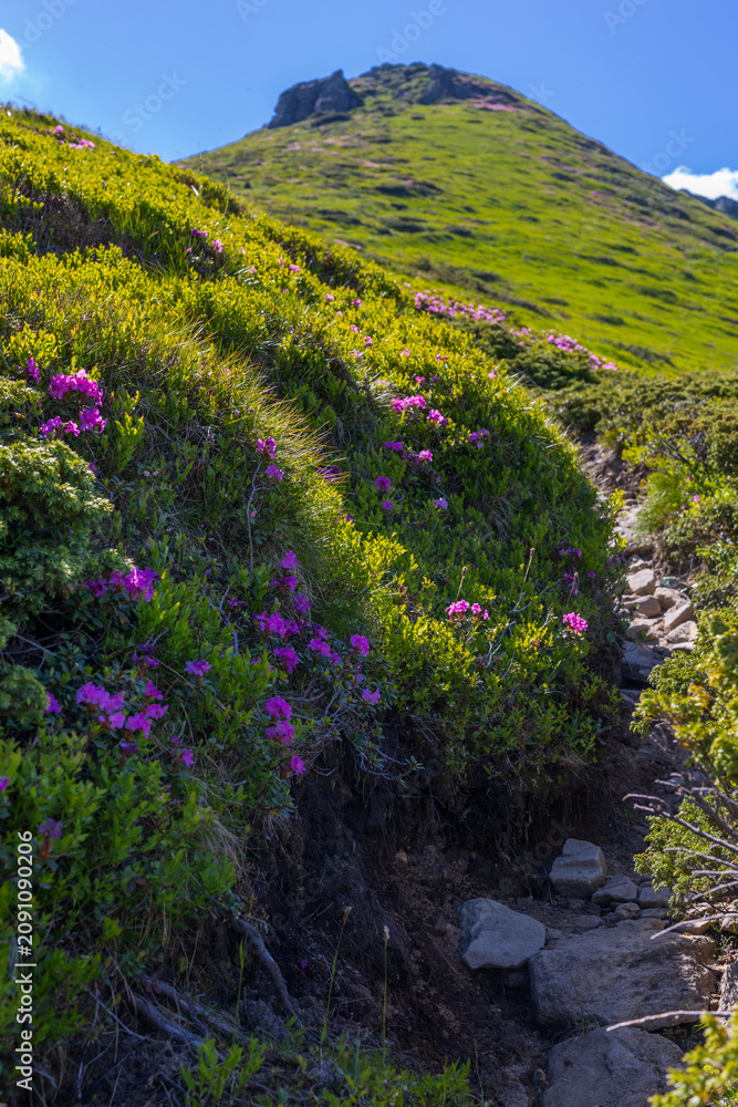 Fototapeta premium Alpine mountain trail with pink wildflowers and rocky path for nature background and hiking banner design
