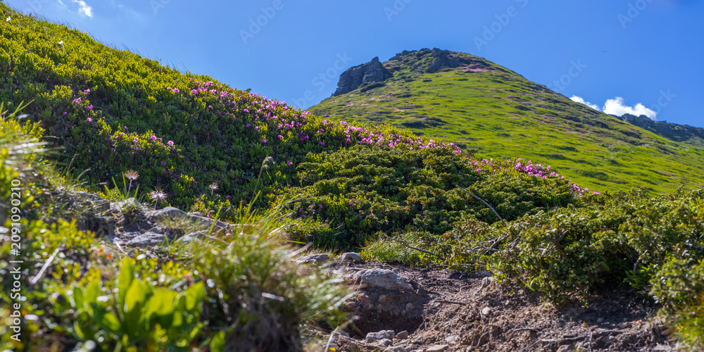 Fototapeta premium Wide panoramic mountain slope with rocky footpath and flowering shrubs for scenic background and landscape banner