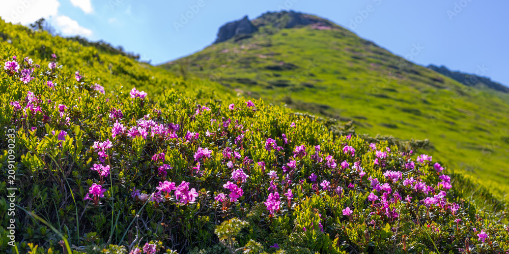 Fototapeta premium Pink rhododendron alpine flowers on a steep green slope with distant peak for floral landscape background and nature banner design