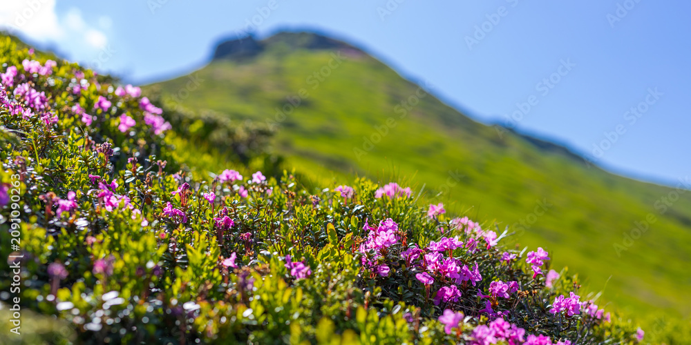 Obraz premium Closeup of alpine hillside pink wildflowers with blurred mountain background for nature wallpaper banner and outdoor design