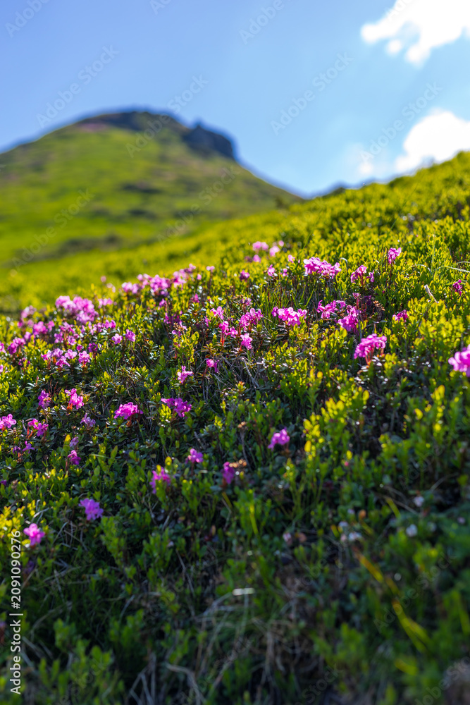 Fototapeta premium Close-up alpine hillside with pink wildflowers in foreground for nature background and spring landscape wallpaper