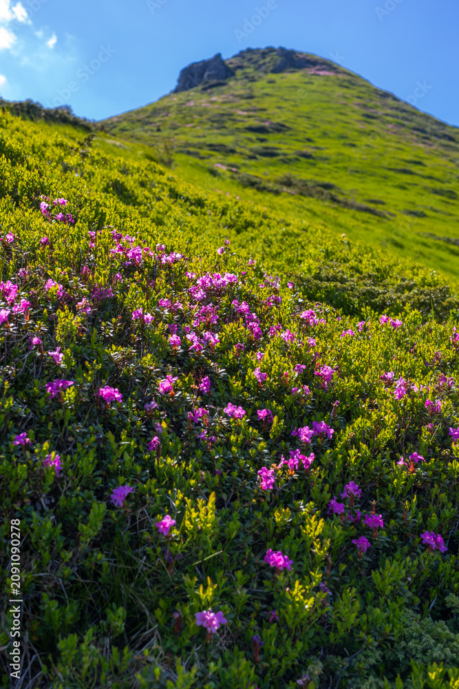 Fototapeta premium Alpine hillside pink rhododendron flowers vertical green mountain slope for nature background and landscape wallpaper for outdoor banner and spring design