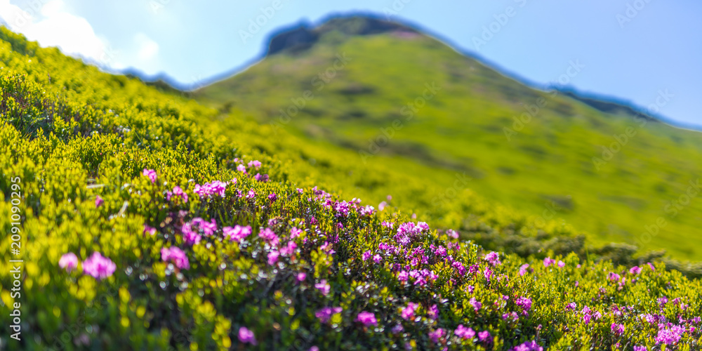 Fototapeta premium Wide panoramic alpine slope with clusters of pink wildflowers for scenic nature background and landscape wallpaper