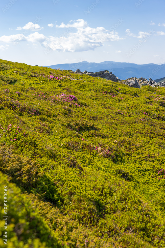 Fototapeta premium Vertical alpine meadow scene with pink flowering shrubs and rocky ridge with mountain backdrop for poster and wallpaper design
