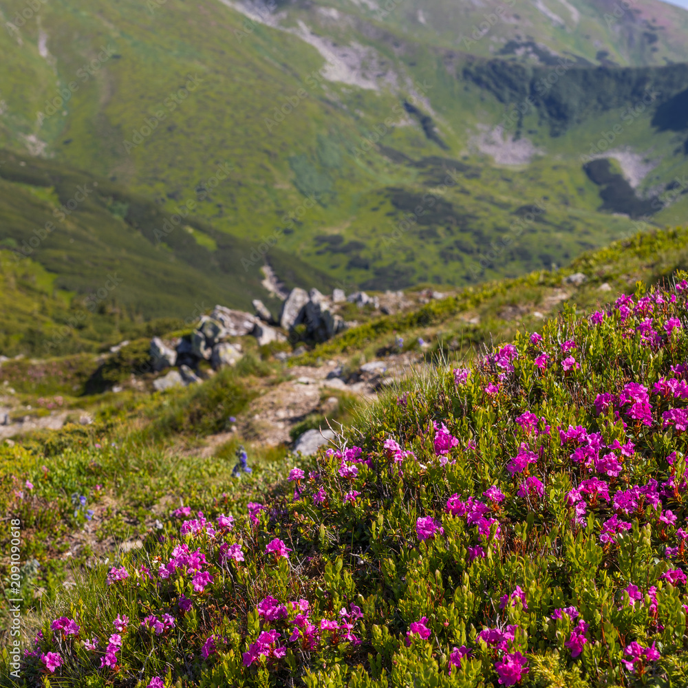 Fototapeta premium Close view of pink alpine flowers on a mountain slope with distant green valleys for nature poster and background