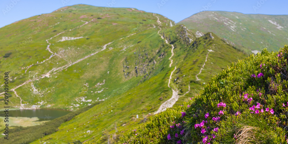 Fototapeta premium Green mountain ridge trail landscape with alpine lake and pink wildflowers for nature background wallpaper and banner