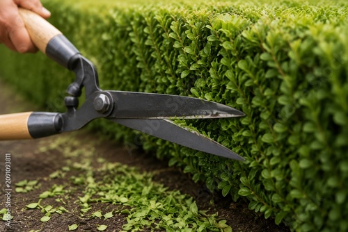 Sharp garden shears trimming a manicured green hedge, fresh cuttings on soil.