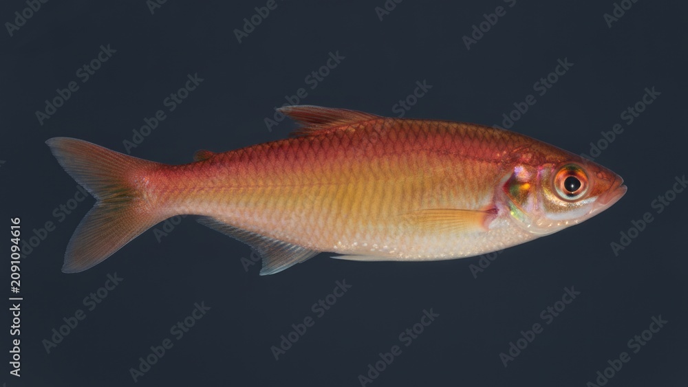Fototapeta premium Golden Red Shiner Fish Swimming Profile Against Dark Background