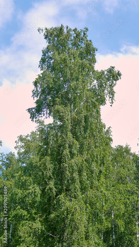 Fototapeta premium A vertical shot of the top of a lush green birch tree against a soft pink sky with light clouds.