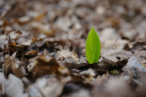 Foto Young green plant sprout growing among dry fallen leaves on a forest floor, symb