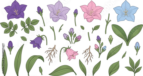 Foto Bellflower and Campanula Wildflower Vector Set with Purple Pink Blue Blossoms Gr