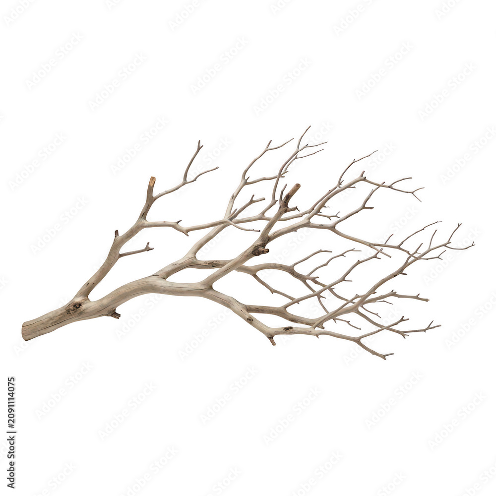 Fototapeta premium A single bare tree branch with many small branches on white background isolated for design and decoration transparent background