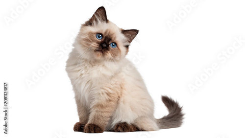 Fotografie Fluffy siamese cat sitting domestic pedigree pet feline animal isolated on trans