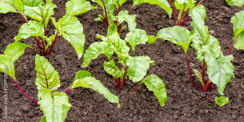Growing beets. Planted beet seedlings.