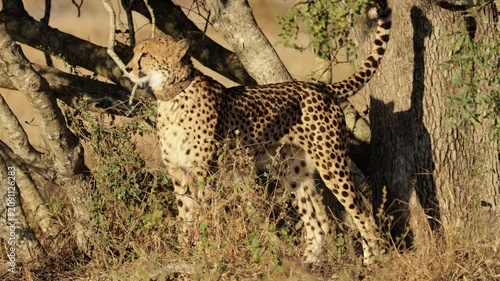  a cheetah female with a tracking collar