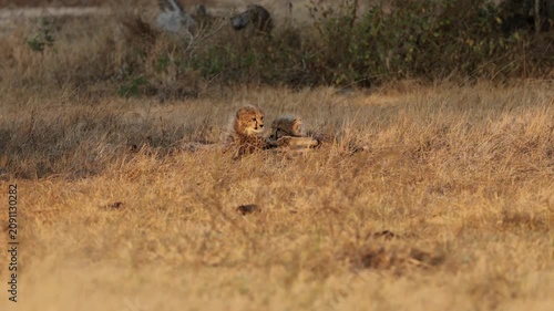  Cheetah cubs playing in golden light