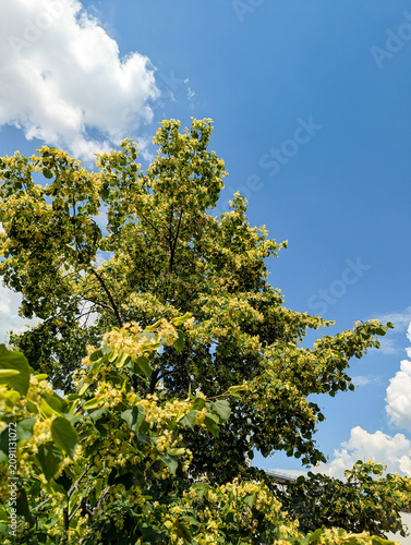 The neat, delicious branches and stems of the flowering linden tree smile on blue sky backdrop. Scent attracts bees and makes linden honey. Trees bloom in summer in shades of yellow and green.