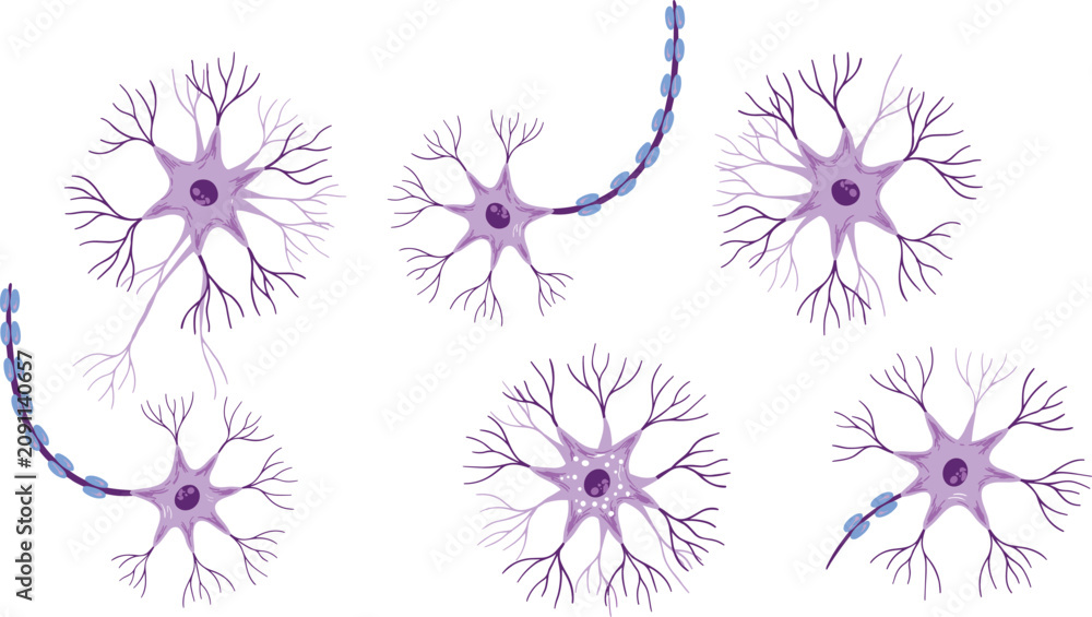 Obraz premium Neuron cell collection featuring diverse nerve cell structures with myelinated axons and branching dendrites isolated on white background for neuroscience, biology, and medical education
