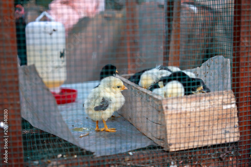 Baby chicks inside a chicken coop with feeding box