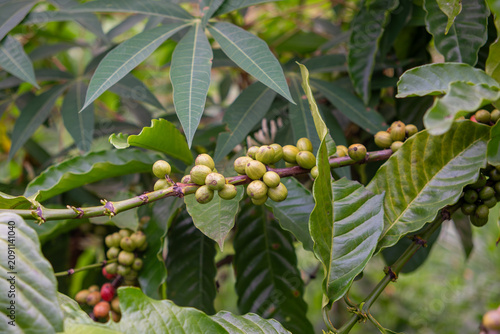 Green coffee cherries in natural plantation