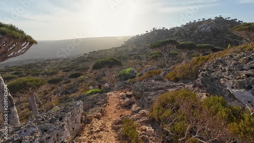 Dragon blood trees on a rocky mountain hillside. Socotra, Yemen.