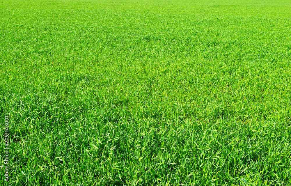 Fototapeta premium Green grass texture from a field