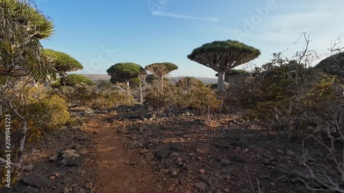 Rocky trail through umbrella trees in warm sunlight. Socotra, Yemen.